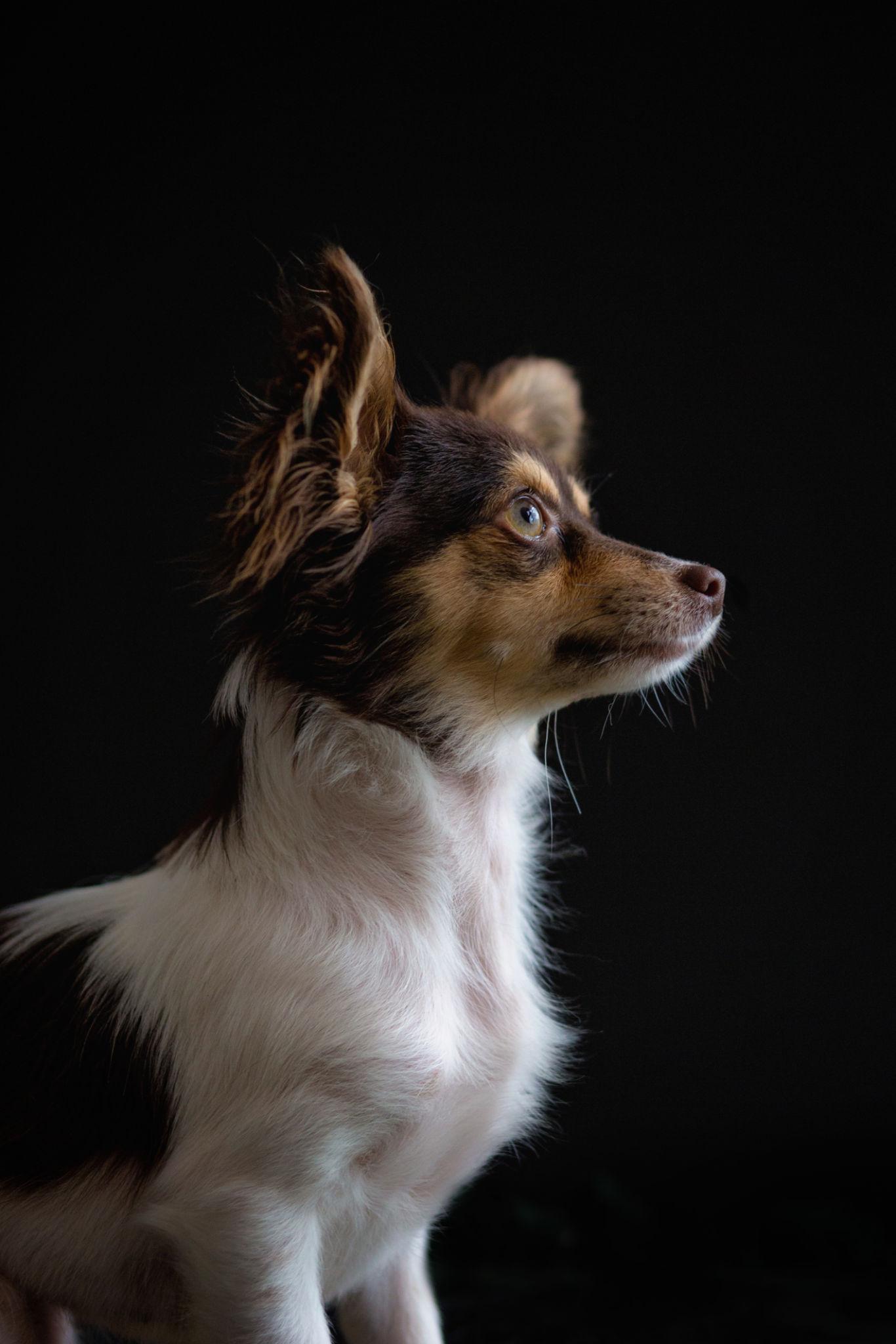 Perro