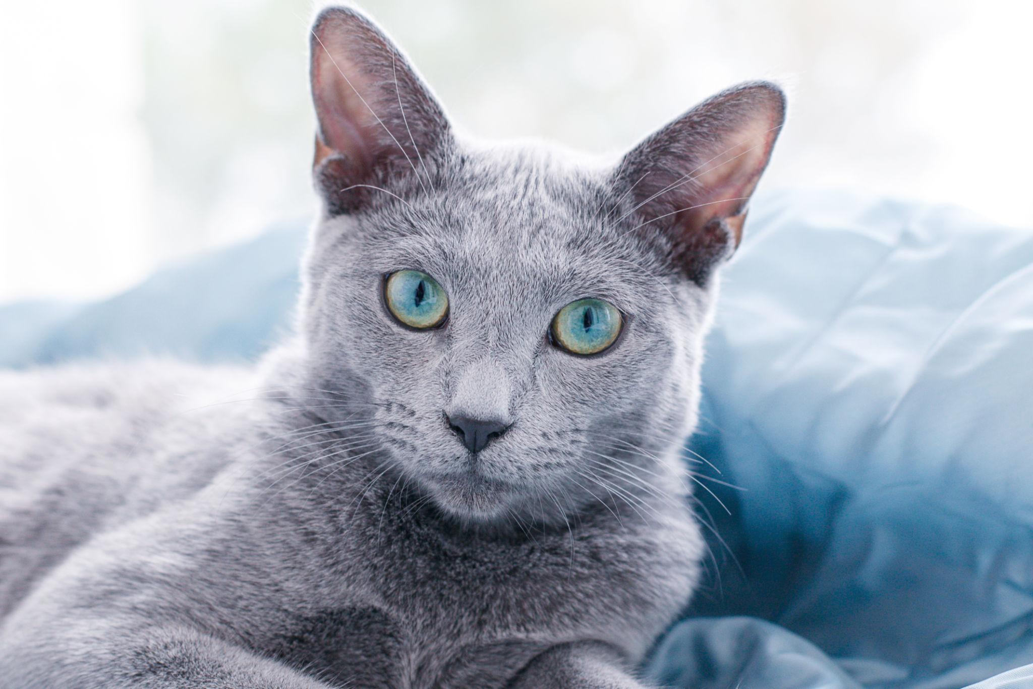 Gato
